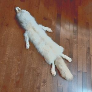 Arctic Fox Fur Tanned Pelt